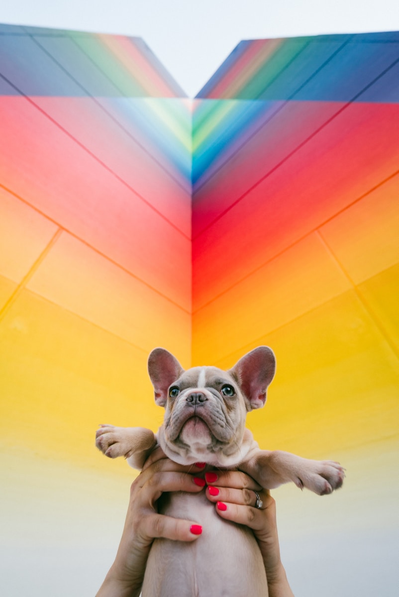 French bulldog puppy is held up against a rainbow.